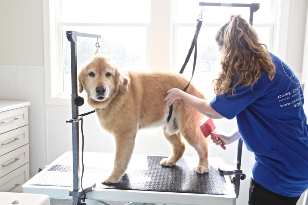 Services Cape Cod Dog Center Dog Boarding, Daycare & Grooming Cape Cod